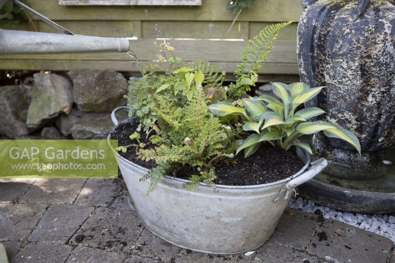 A old tin bath is repurposed into a container for plants to add interest to an otherwise dark and shady corner of a garden. The metal bath has been planted with Polystichum 'Plumosodensum', Thalictrum 'Thundercloud', Hosta ' Touch of Class', Cryopteris 'Cristata' (The King) and Epimedium 'Amber Queen', all chosen for their shade tolerance. 