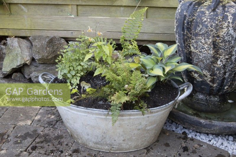  An old metal bath has been planted with Polystichum 'Plumosodensum', Thalictrum 'Thundercloud', Hosta ' Touch of Class', Cryopteris 'Cristata' (The King) and Epimedium 'Amber Queen', all chosen for their shade tolerance. 