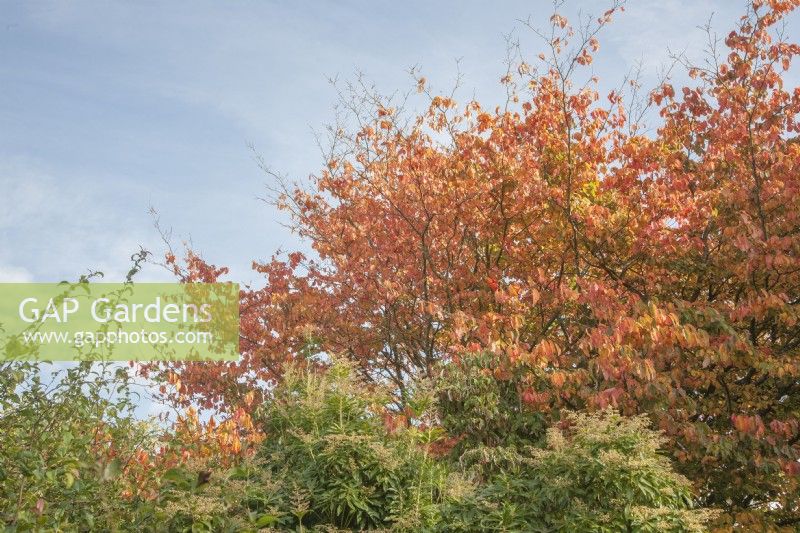 Flame-coloured  leaves of Cercidiphyllum japonicum var. magnificum syn. katsura japonicum, large-leaf katsura contrast with green Euphorbia mellifera in autumn.    