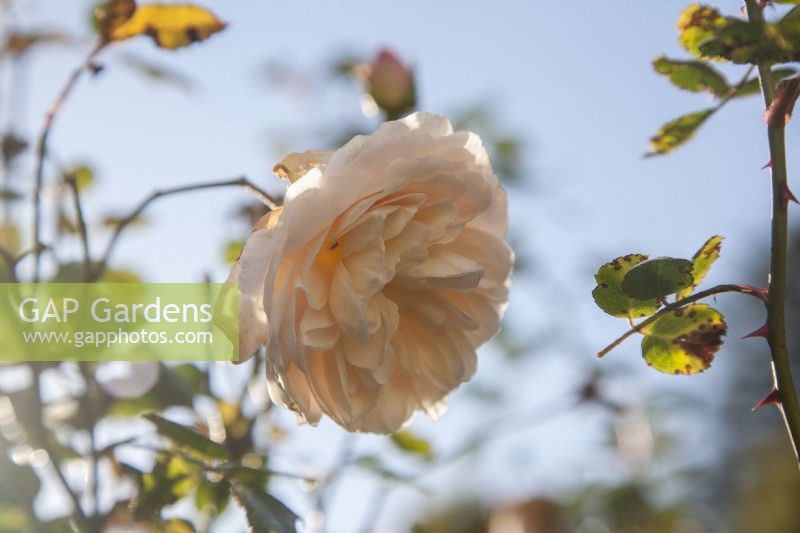 Old-fashioned, scented, pink-tinged Rosa 'Boule de Neige' blooming in winter.