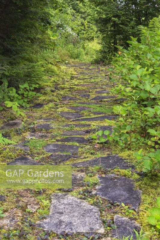 Flagstone path bordered by deciduous shrubs in backyard garden in summer, Quebec, Canada - August