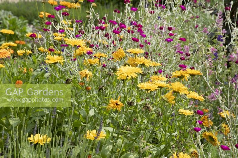 Calendula officinialis with lychnis coronaria- August