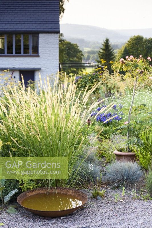 Gravel garden at Highfield Farm with Pennisetum macrourum in August.