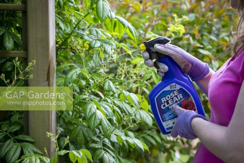 Spraying climbing rose with Rose Clear fungicide to control aphids and prevent black spot