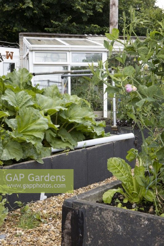 Recycled paving slabs have been bolted together to form raised beds in this vegetable garden. In the background is an old repurposed conservatory that is now used as a greenhouse. Derrydown, NGS garden. July. Summer. 