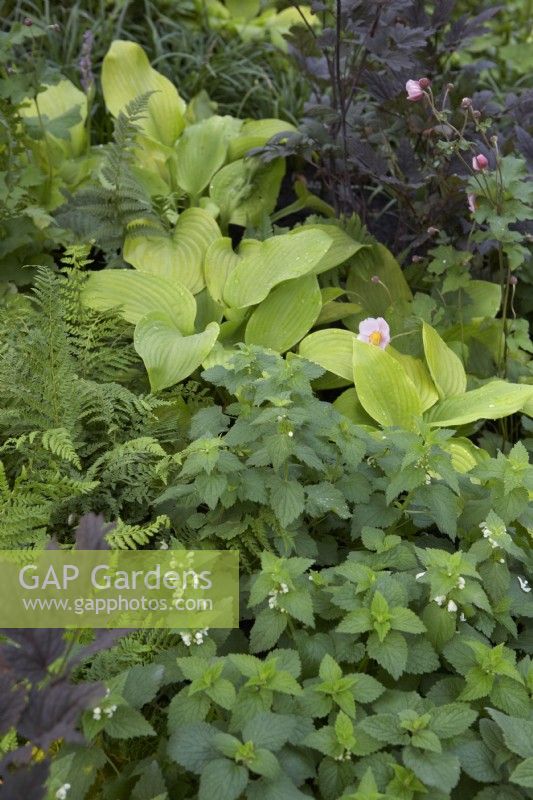 Actaea, ferns, hosta and Lamium album - White Dead-nettle. Foliage texture, colour and shape combinations.

