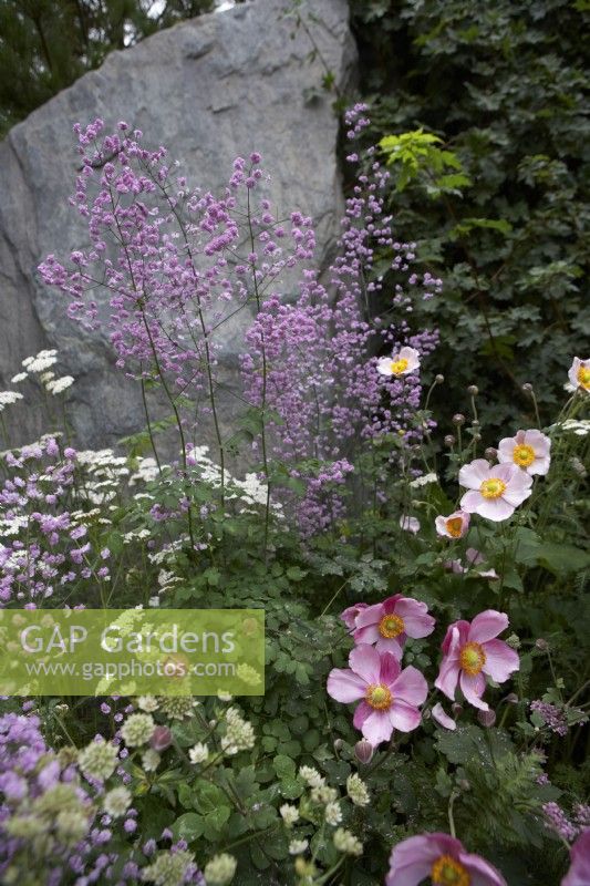 Thalictrum 'Hewitts Double', Anemone x hybrida, Orlaya grandiflora and Astrantia major 'Star of Billion' in front of large mica quartzite rock boulder.