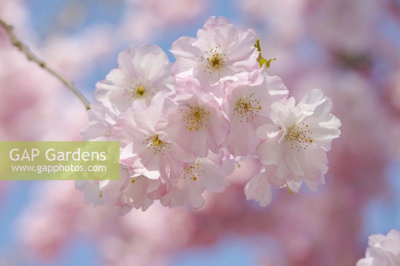 Prunus 'Accolade' flowering in March