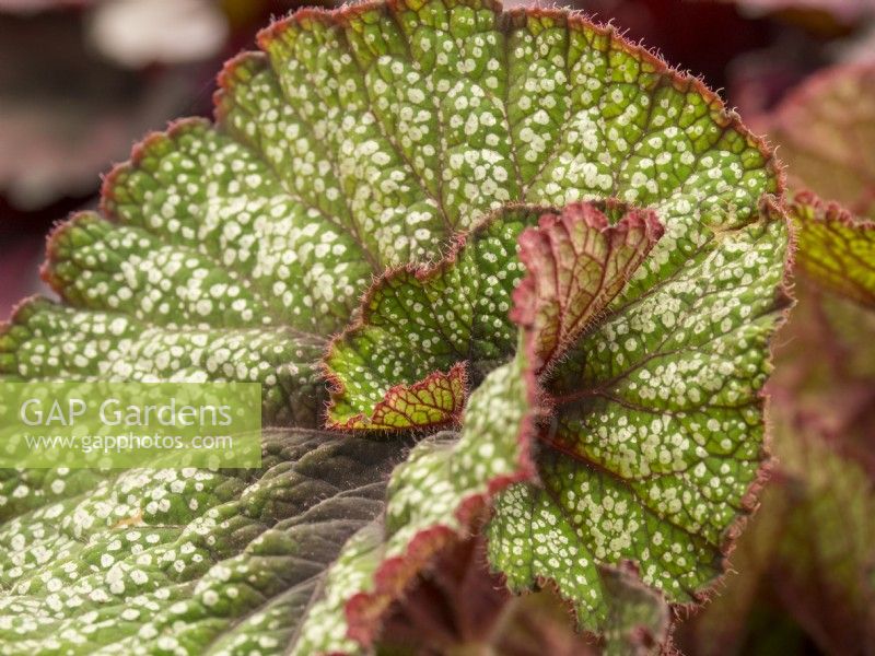 Begonia 'Rocheart'