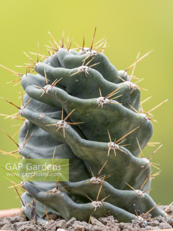 Cereus forbesii spiralis - A spiralled cactus