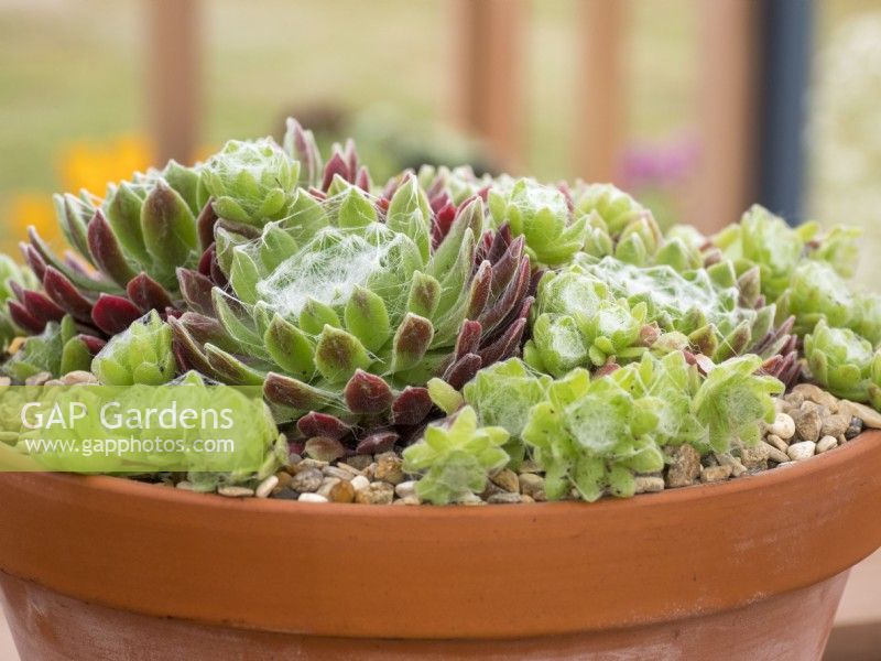 Sempervivum arachnoideum densum