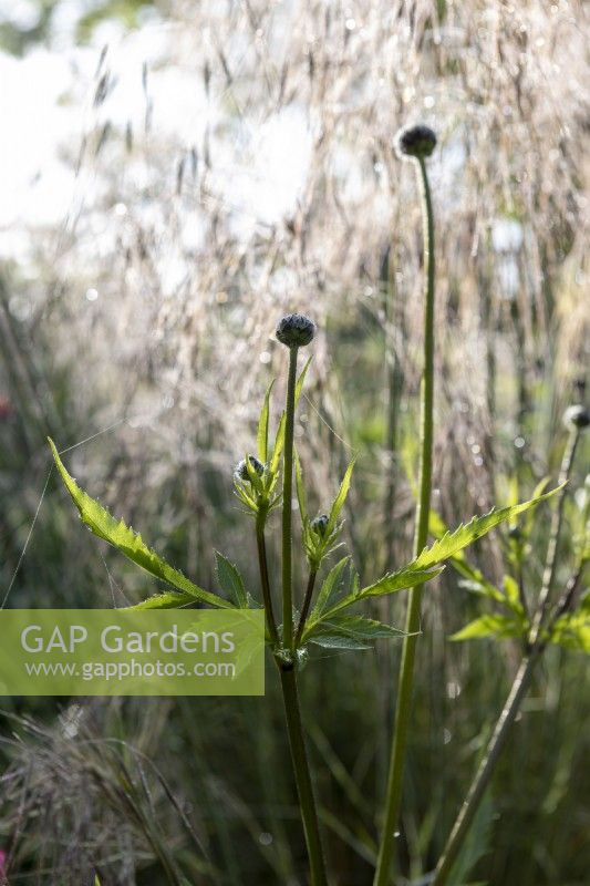 Cephalaria gigantea buds