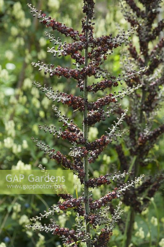 Veratrum nigrum - black false hellebore - close up of flowers in July