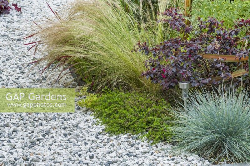 Design detail of planting beside gravel path in summer. Stipa tenuissima. Loropetalum chinensis Fire Dance - Chinese Witch Hazel, Festuca glauca, Stipa tenuissima - Mexican feathergrass -July