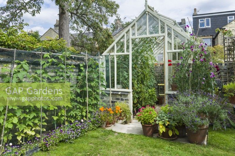 View of vintage style painted wooden greenhouse in town garden in summer. Raspberry plants behind bird netting, violas edging, sweet peas and lavenders in pots. July
