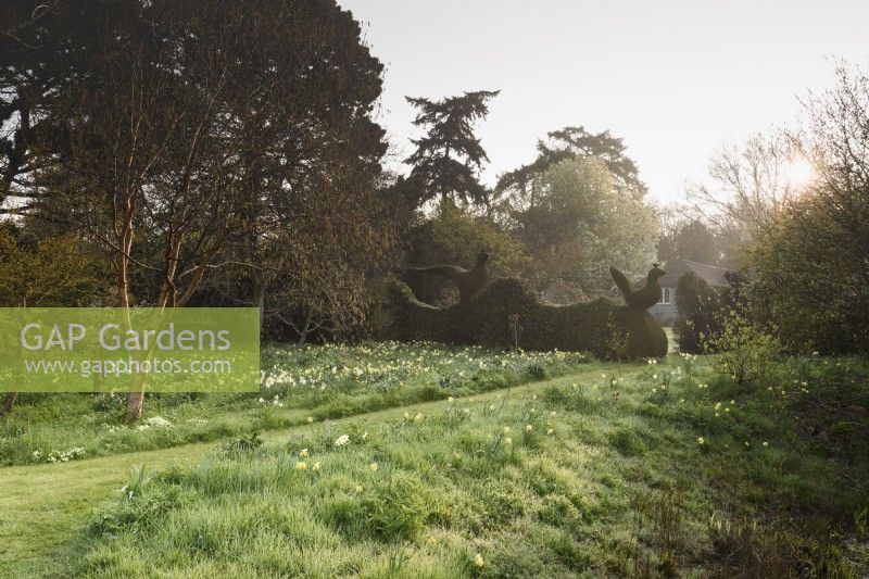 Wild garden below the formal garden at Balmoral Cottage, Kent in April, dotted with daffodils.