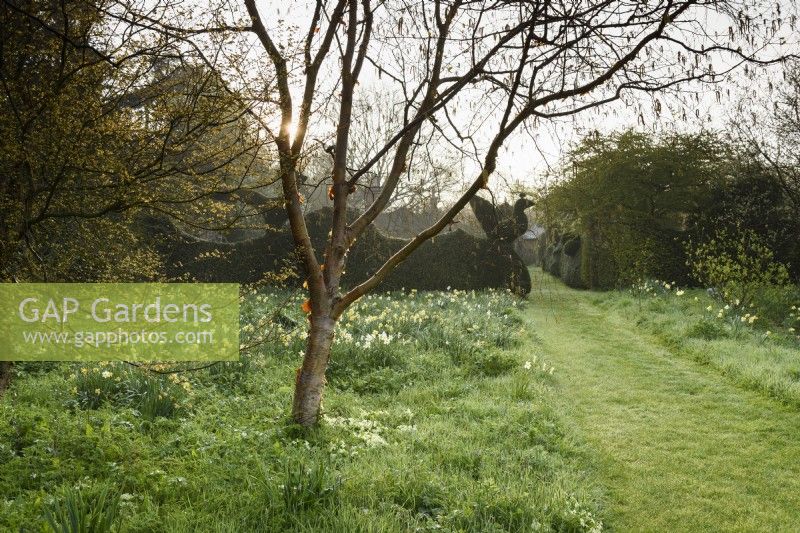 Wild garden below the formal garden at Balmoral Cottage, Kent in April, dotted with daffodils.