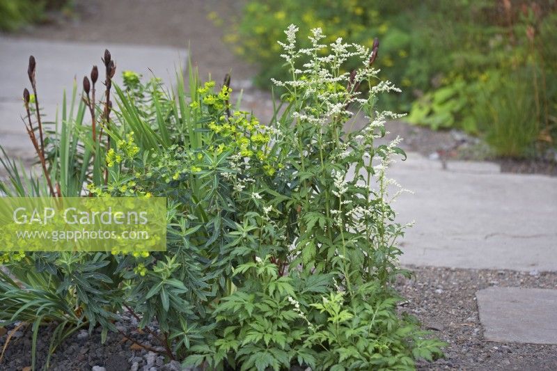 Euphorbia wallichii and Artemisia lactiflora with Iris seedheads by slate pathway with gravel for drainage.