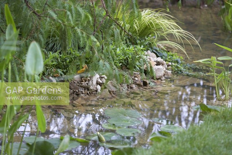 Stream with rocks and waterside planting including Acorus gramineus 'Ogon' - Japanese sweetflag and Water Lily - Nymphaeaceae sp.