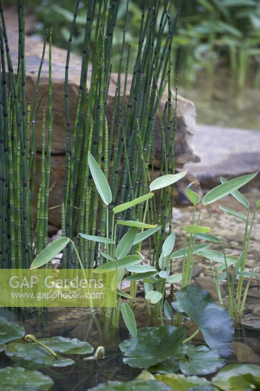 Equisetum hyemale, Water Lily - Nymphaeaceae sp. and Thalia dealbalta. Waterside and aquatic planting.