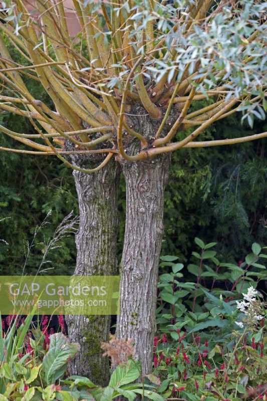 Pollarded Salix alba - White Willow.
