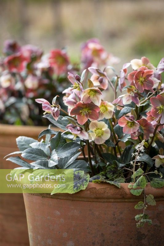 Helleborus x ballardiae 'Merlin' with Tiarella 'Appalachian Trail' - Happy Trails Series - in terracotta pots