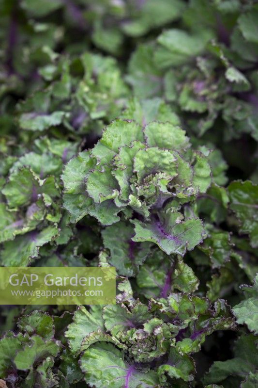 Kalettes - Flower sprouts - Brassica oleracea