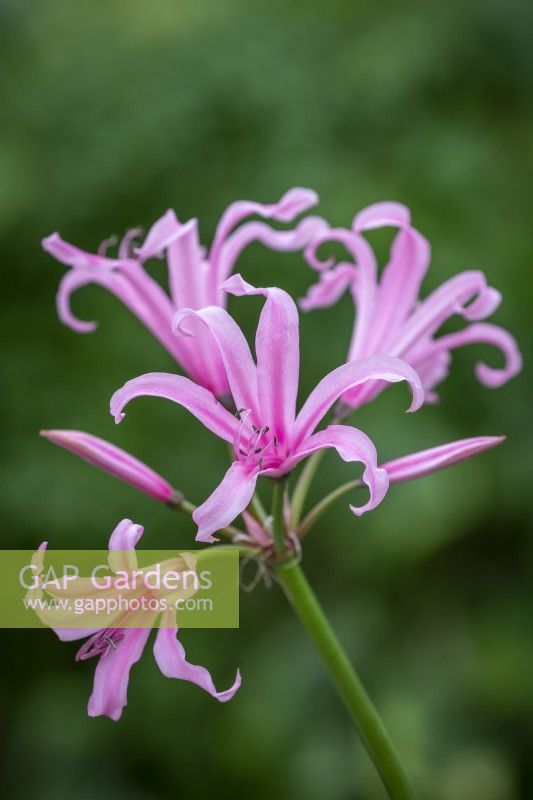 Nerine bowdenii 'Amandi'