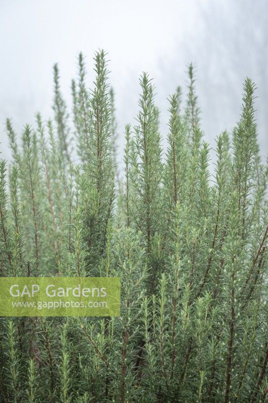 Rosmarinus officinalis 'Miss Jessopp's Upright' - rosemary - on a foggy winter's morning