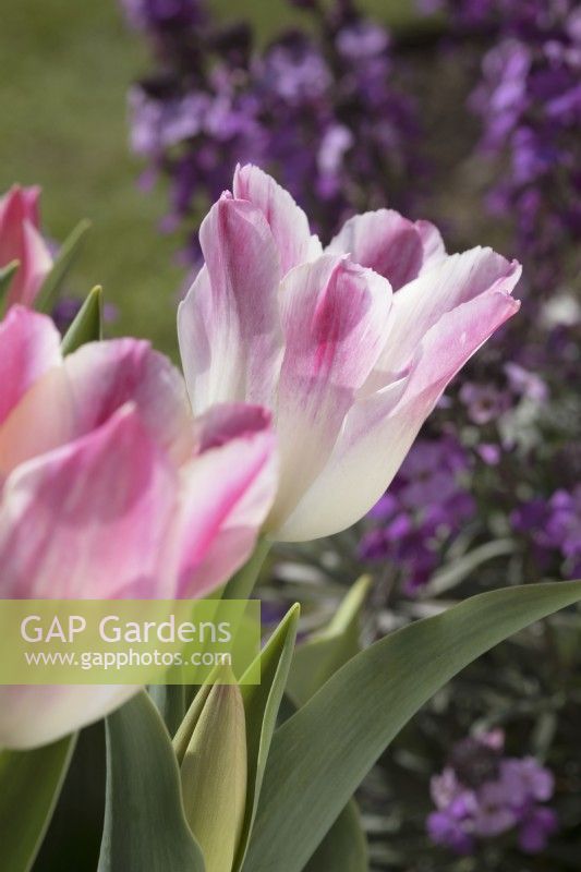 Tulipa 'Whispering dream' with Erysium 'Bowles Mauve' behind