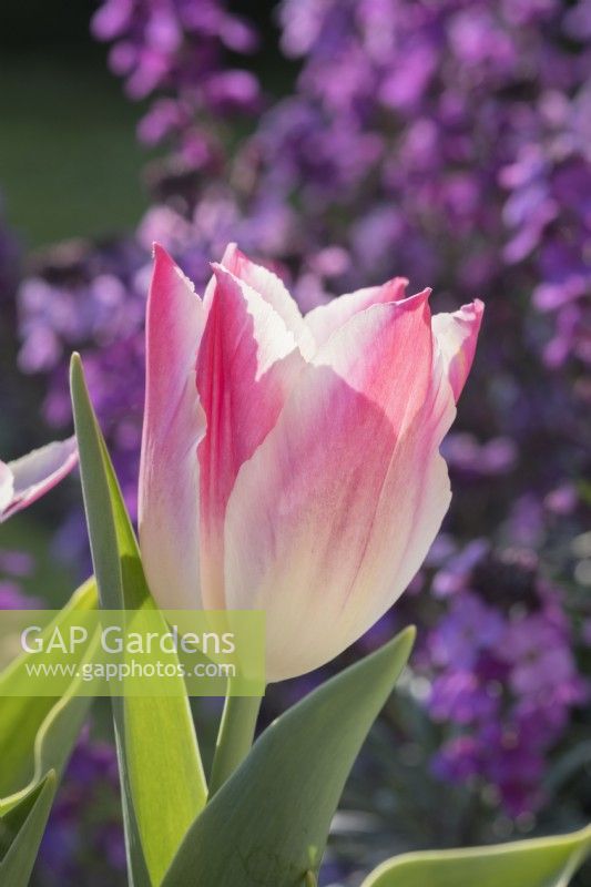 Tulipa 'Whispering dream' with Erysium 'Bowles Mauve' behind