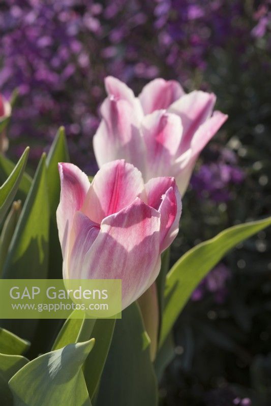 Tulipa 'Whispering dream' with Erysimum 'Bowles Mauve' behind