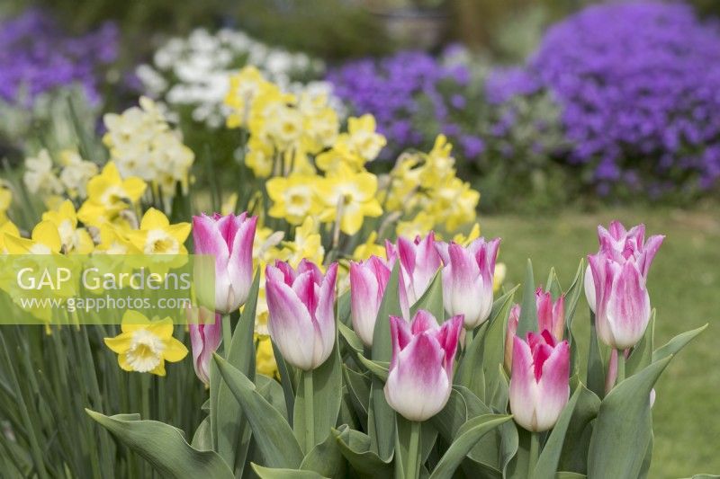 Tulipa 'Whispering dream' with Narcissus 'Pipit' and aubretia