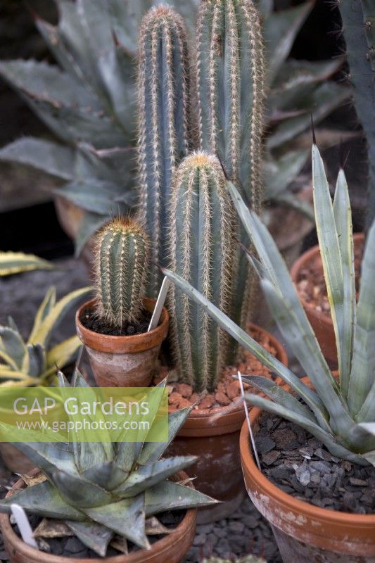 Cactus  and agave overwintering greenhouse

