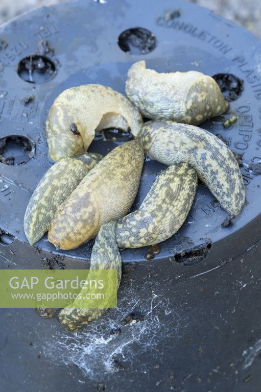 Limax flavus - Yellow Slugs breeding in stacked flower pots