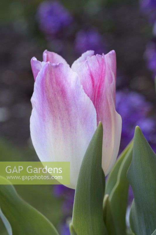 Tulipa 'Whispering dream' 
