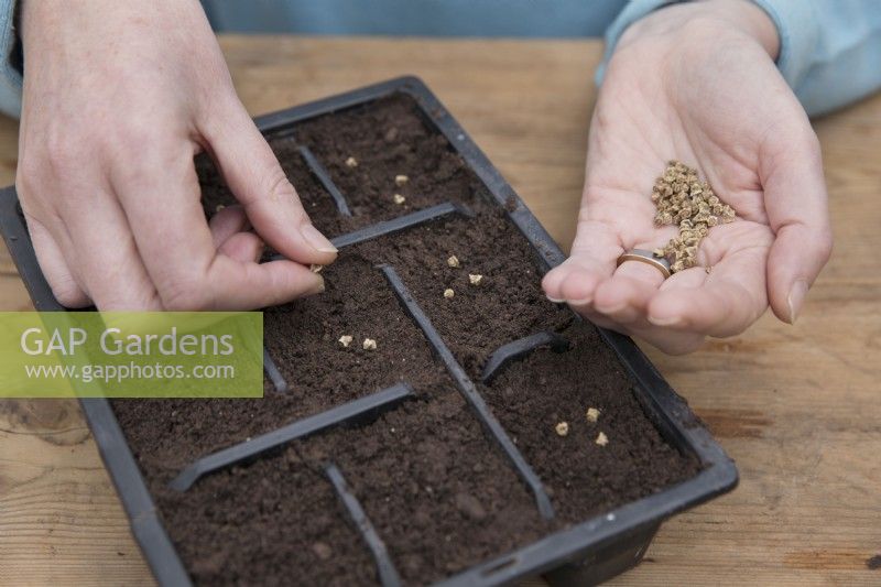 Multi-sowing Beetroot 'Alto' in modules