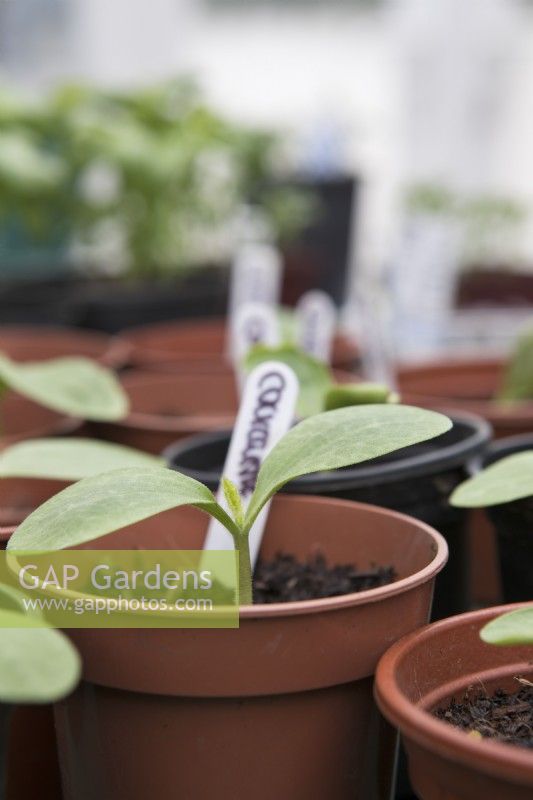 Courgette 'Defender' young plants in plastic pots