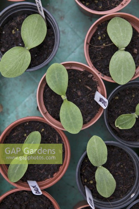 Courgette 'Defender' young plants in plastic pots