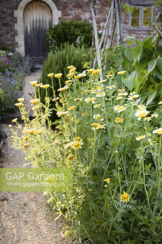 Chrysanthemum coronarium in July