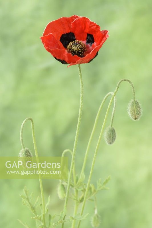 Papaver commutatum  'Ladybird'  Poppy flower and buds  July
