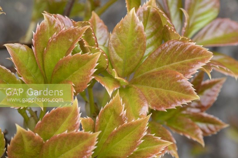 Parthenocissus tricuspidata - Emerging Virginia creeper leaves