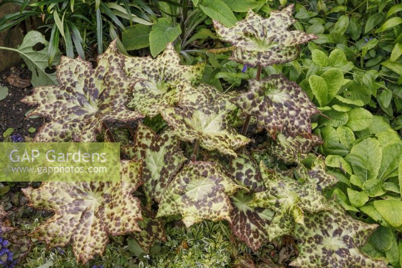 Podophyllum 'Spotty Dotty' - May