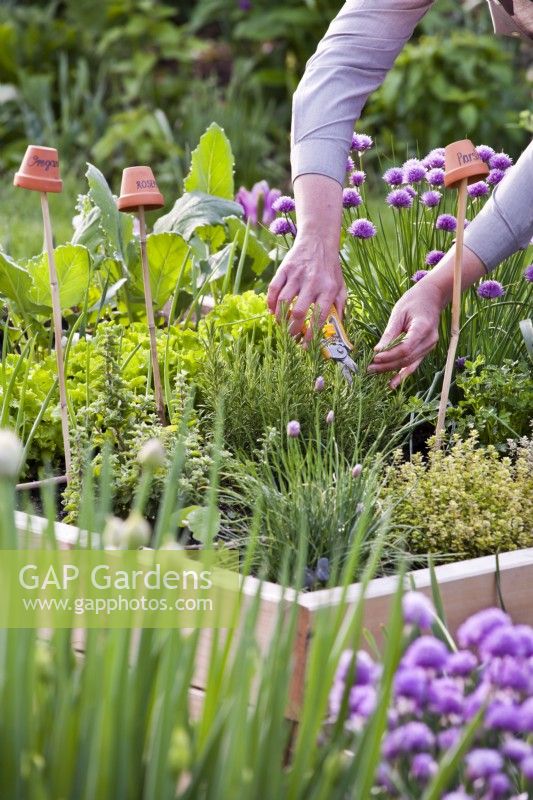 Harvesting Salvia rosmarinus - rosemary with secateurs.