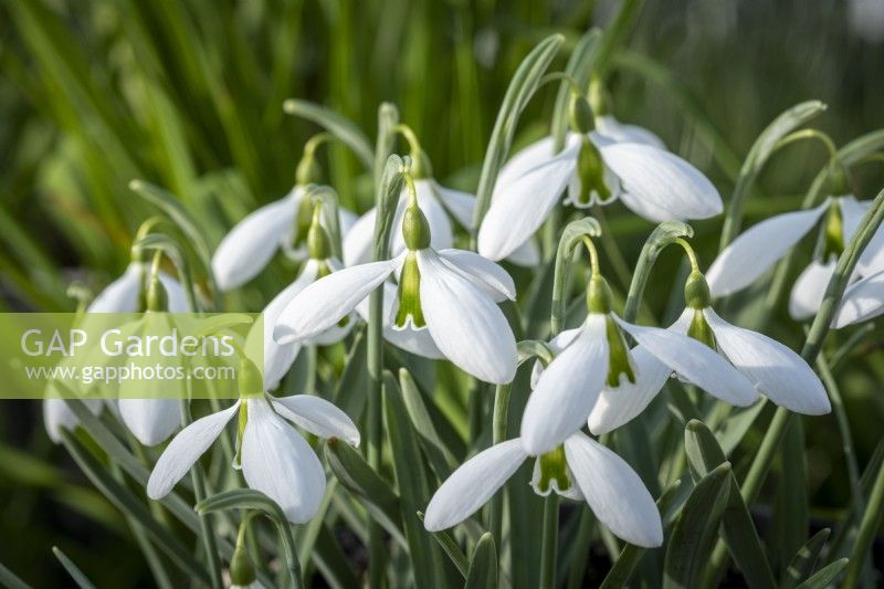 Galanthus 'John Gray'