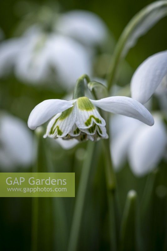 Galanthus 'Trumps'