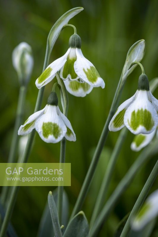 Galanthus 'Pieces Of Eight'