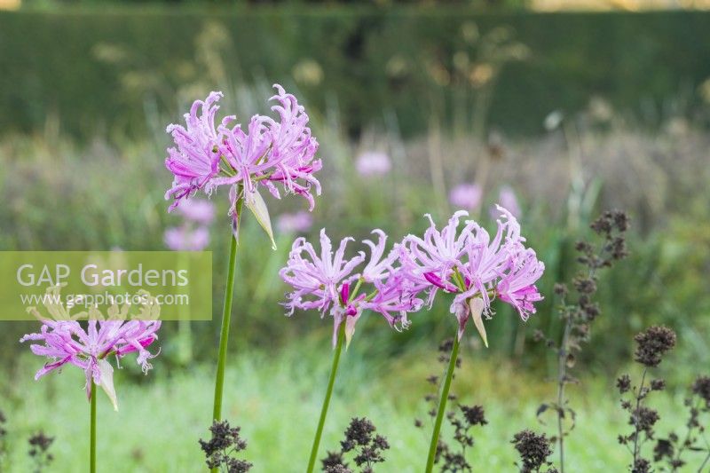 Nerine bowdenii - Cornish lily. November