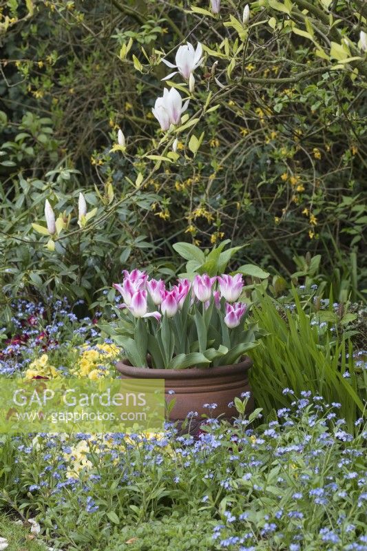 Tulipa 'Whispering dream' in container with Primulas, Myosotis and Magnolia in spring border