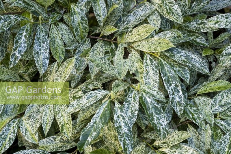 Prunus laurocerasus 'Castlewellan'